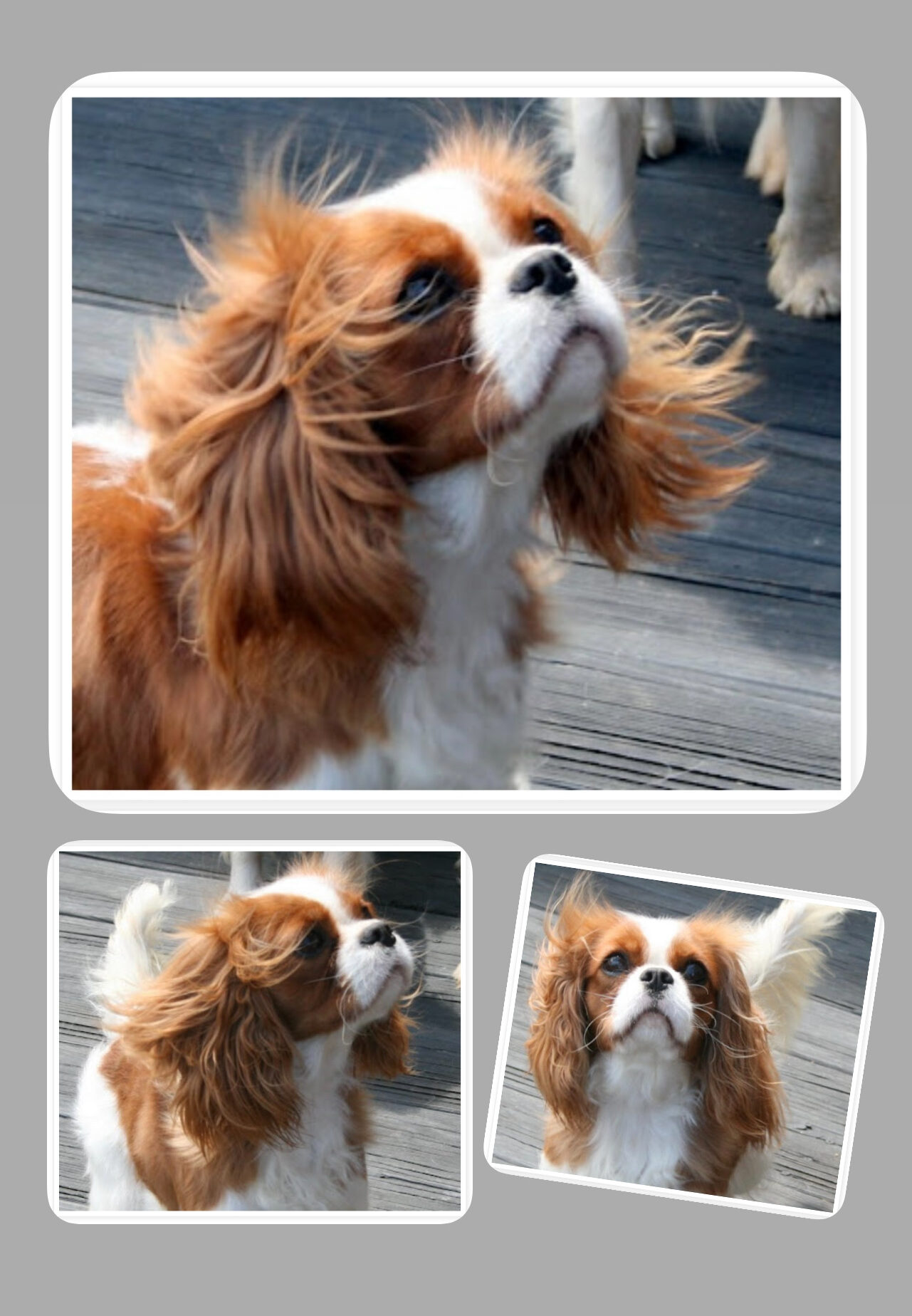 Lizmere Cavalier King Charles Spaniels